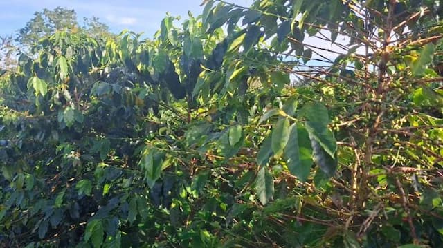 kopi_dairi_paling_diminati_di_pasar_eropa_dan_amerika_serikat_