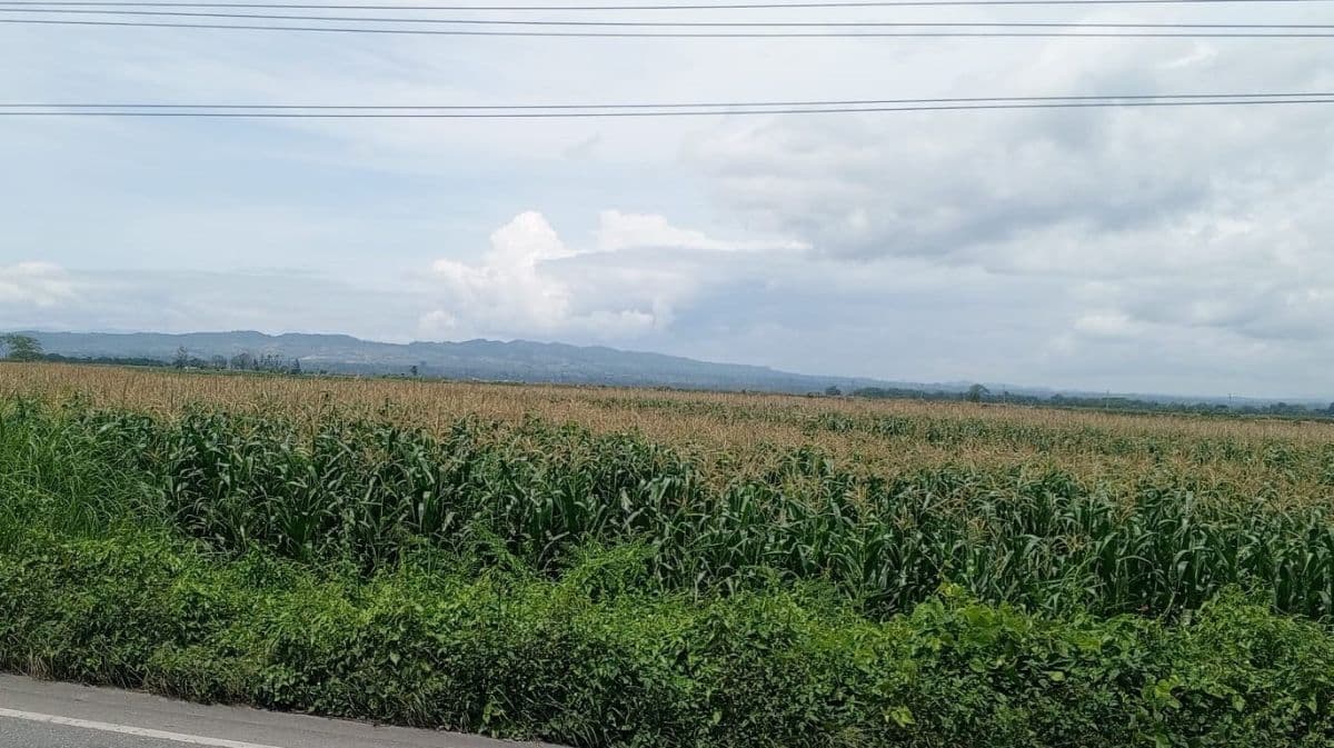 harga_jagung_di_toba_naik_jadi_rp6600_per_kg_petani_berharap_bertahan_hingga_desember