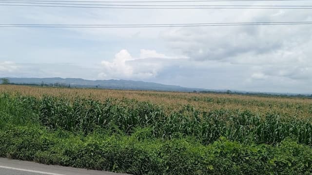 harga_jagung_di_toba_naik_jadi_rp6600_per_kg_petani_berharap_bertahan_hingga_desember