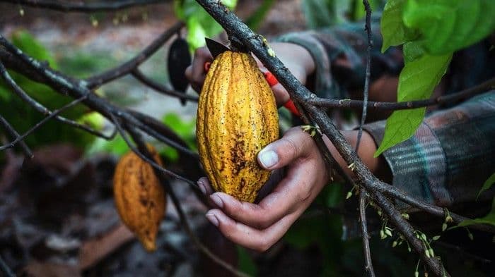 pemerintah_akan_naikkan_produksi_ayam_di_2026_cokelatkopi_dihilirisasi_