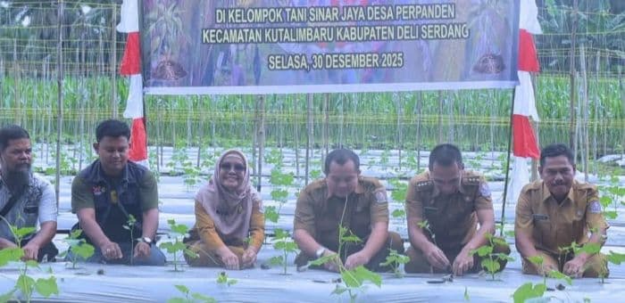 pertanian_cabai_merah_jadi_strategi_kendalikan_inflasi_di_deli_serdang