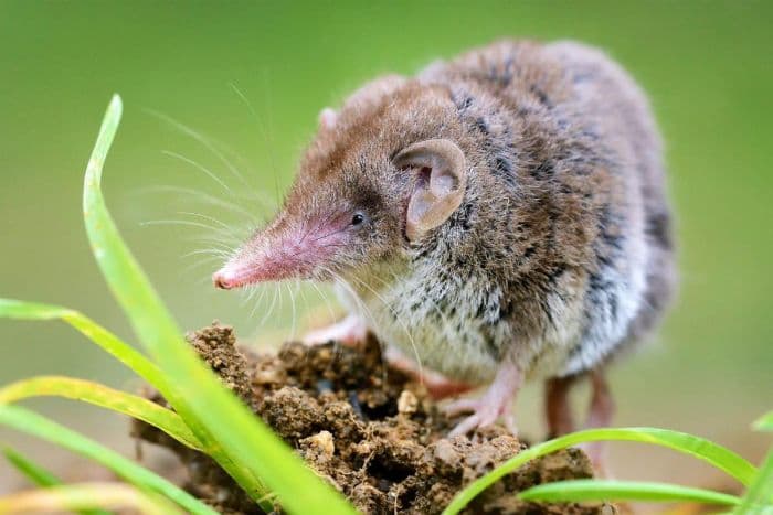 satu_satwa_endemik_australia_dinyatakan_punah