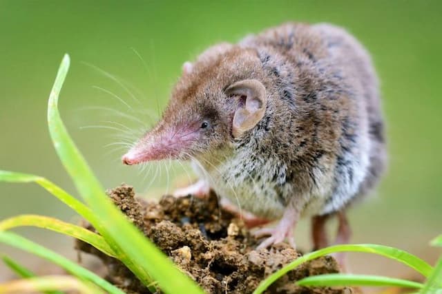 satu_satwa_endemik_australia_dinyatakan_punah