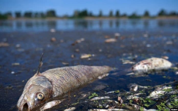 10_ton_ikan_mati_di_sungai_oder_jerman_misteri_kematian_belum_terungkap