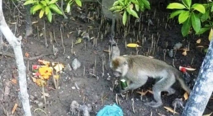 12_ekor_monyet_ekor_panjang_dilepasliarkan_ke_sm_karang_gading