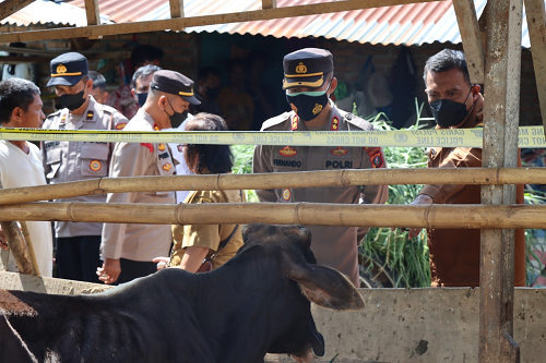 138_ekor_sapi_di_kelurahan_mekar_nauli_siantar_marihat_terindikasi_terjangkit_pmk