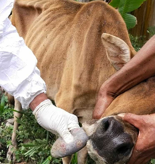 18_ekor_sapi_di_deli_serdang_diduga_terjangkit_penyakit_mulut_dan_kuku