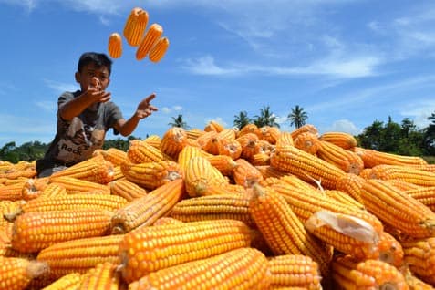20_ribu_ton_jagung_impor_tiba_di_indonesia_minggu_depan