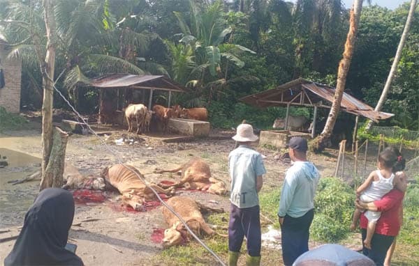 4_ekor_sapi_mati_tersambar_petir_di_gunung_malela
