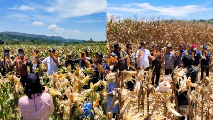 80_persen_warga_hutasoit_i_dan_ii_beralih_jadi_petani_jagung