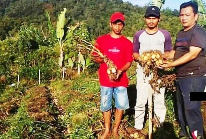 ada_prospek_pengembangan_petani_pakpak_bharat_mulai_budidayakan_kentang
