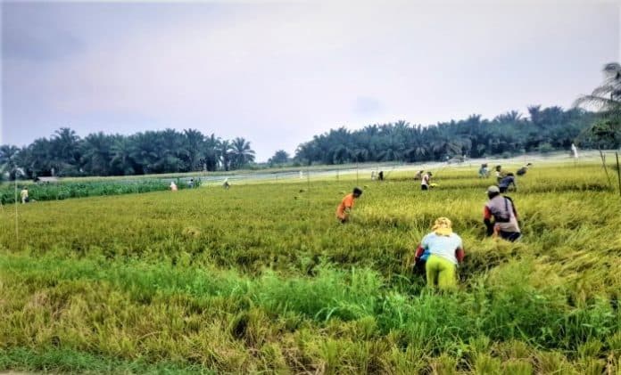 akses_pupuk_subsidi_sulit_dinas_pertanian_simalungun_janji_evaluasi
