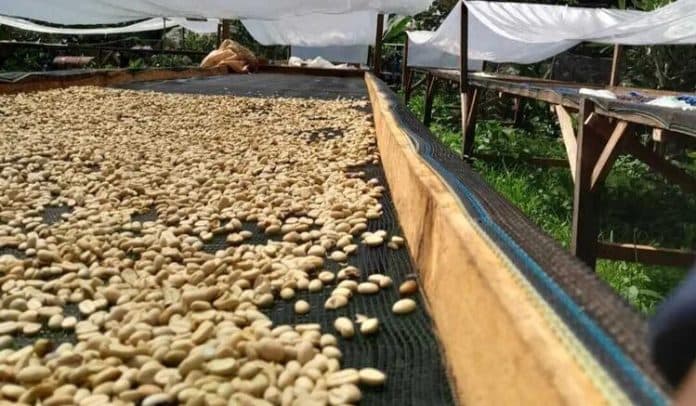 anak_muda_perlahan_kuasai_pertanian_kopi_petani_beralih_ke_tanaman_lain