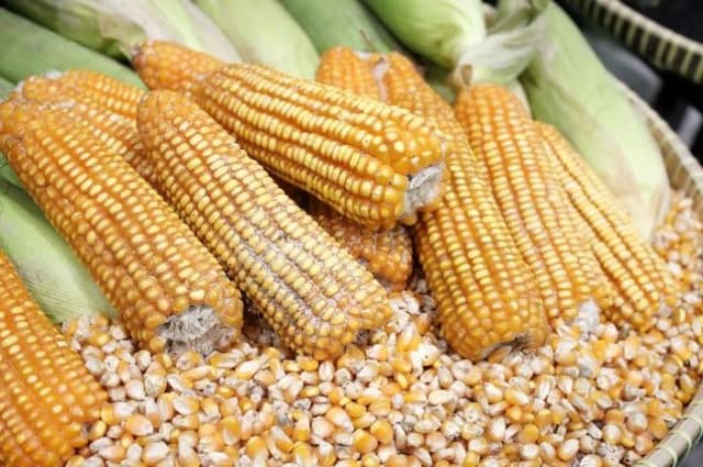 ancaman_peternak_mandiri_harga_jagung_alami_kenaikan