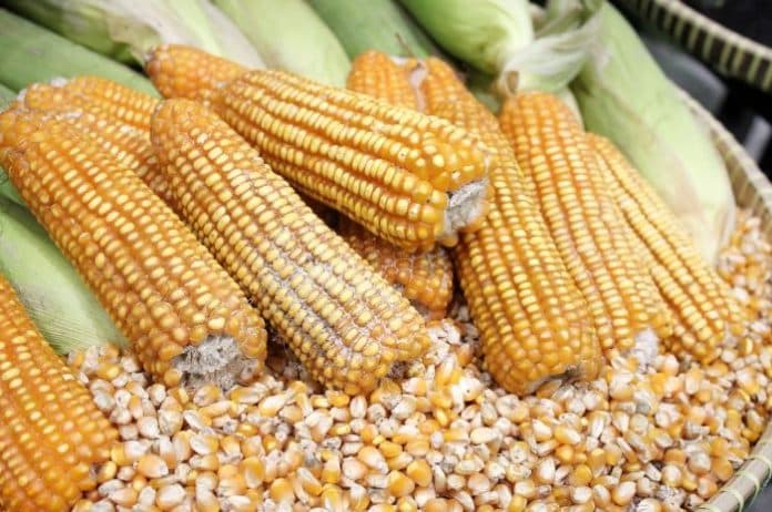 ancaman_peternak_mandiri_harga_jagung_alami_kenaikan