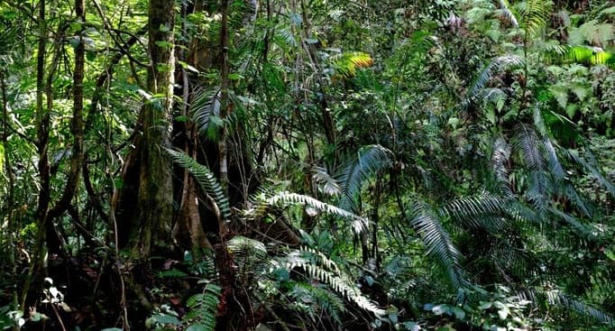 anggota_klub_motor_sumbar_hilang_di_hutan_14_orang_ditemukan_1_diantaranya_tewas