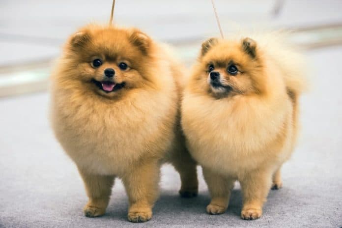 anjing_bisa_tertular_covid_19_dari_manusia_tapi_tidak_sebaliknya