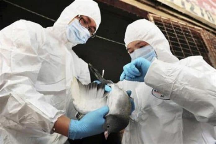 antisipasi_flu_burung_jerman_haruskan_unggas_di_ruangan