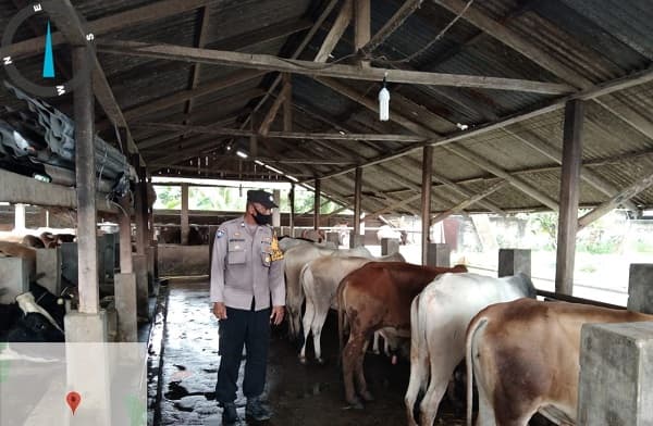 antisipasi_pmk_ternak_sapi_di_asahan_dipantau