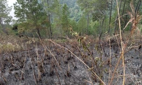api_yang_membakar_100_hektar_hutan_lindung_di_samosir_sudah_berhasil_padam