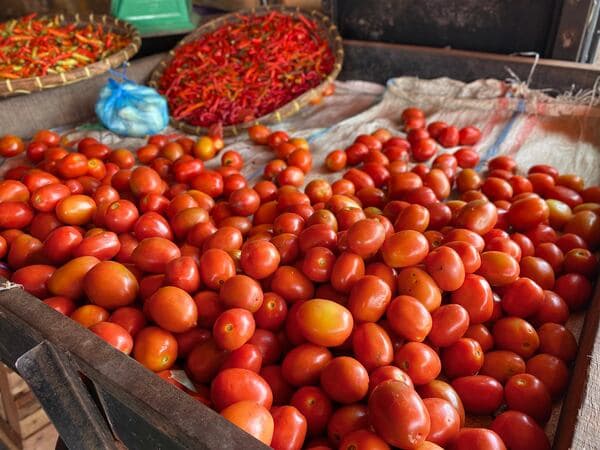awal_pekan_harga_tomat_di_medan_naik_rp3000_per_kg