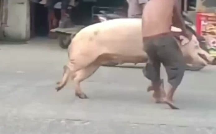 babi_lepas_hebohkan_warga_jalan_panglima_denai_medan
