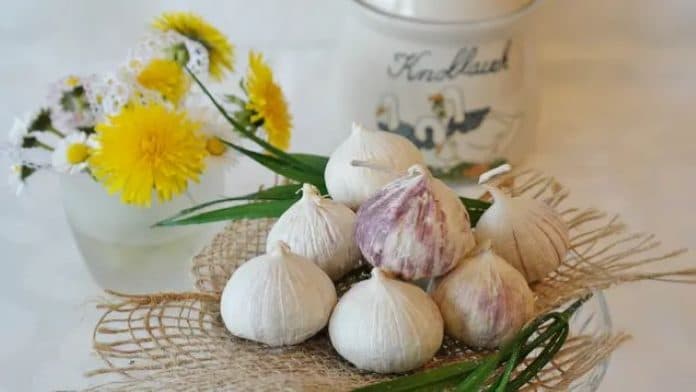 bawang_putih_ternyata_bisa_turunkan_berat_badan_ini_caranya
