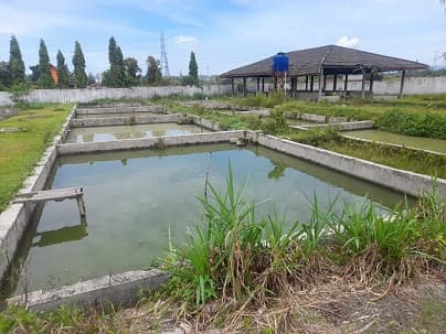 bbi_di_rambung_merah_sediakan_benih_ikan_nila_secara_gratis