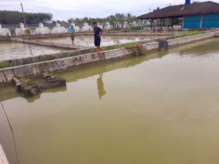 bbi_hatonduan_targetkan_penjualan_19000_ekor_benih_ikan
