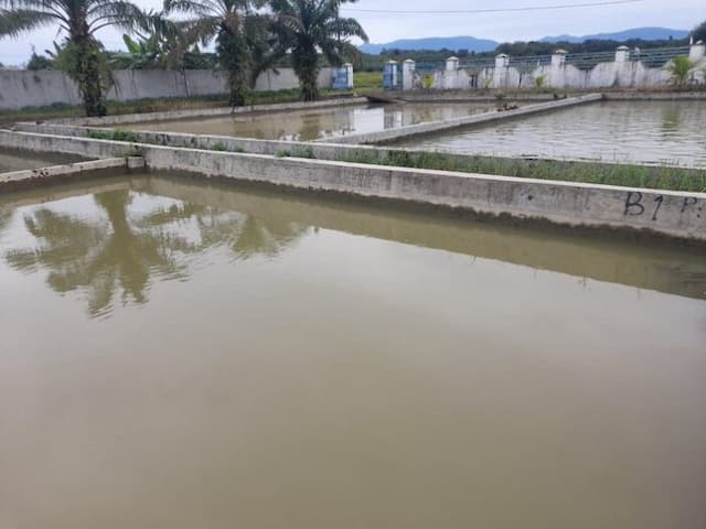 bbi_hatonduhan_siapkan_bantuan_benih_ikan_bermutu_genjot_produksi