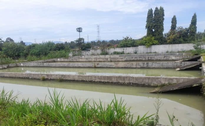bbi_rambung_merah_fokus_kembangkan_benih_ikan_nila