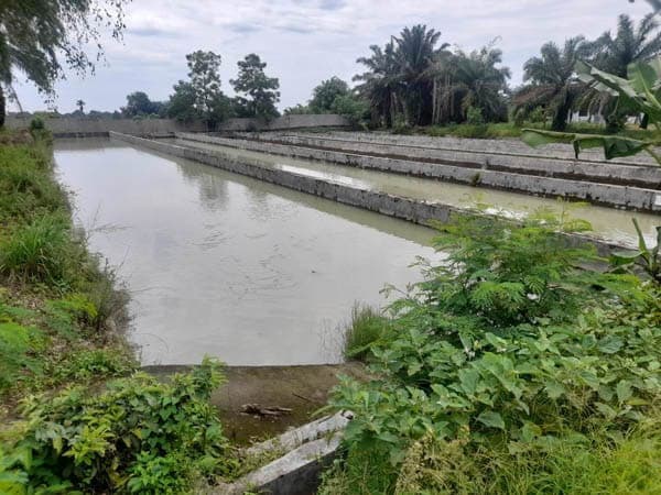 bbi_rambung_merah_salurkan_21000_benih_ikan_gratis_pada_maret_april_2024