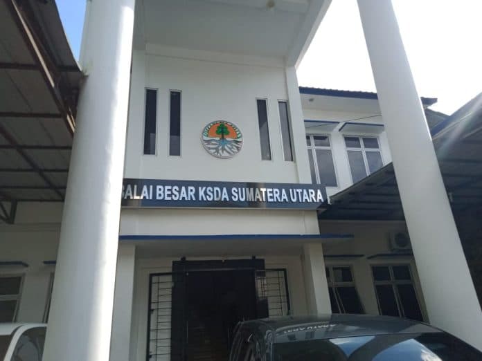 bbksda_sumut_orangutan_kalimantan_sakit_di_medan_zoo