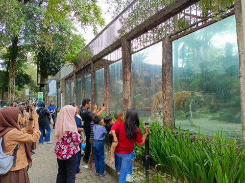 berbeda_dengan_medan_zoo_kebun_binatang_siantar_rutin_periksa_kondisi_satwa