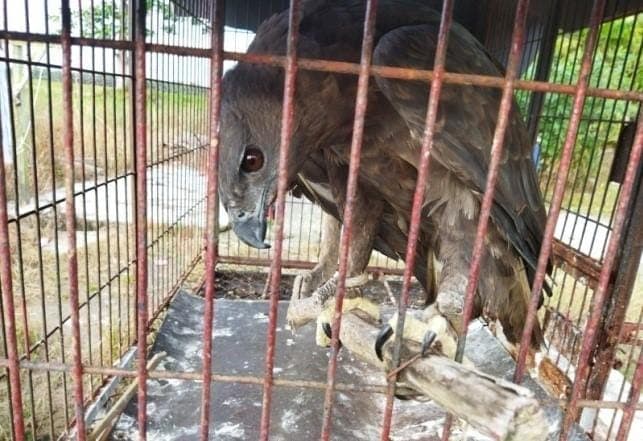 bksda_sumut_amankan_seekor_elang_brontok_yang_dipelihara_pemilik_rumah_makan