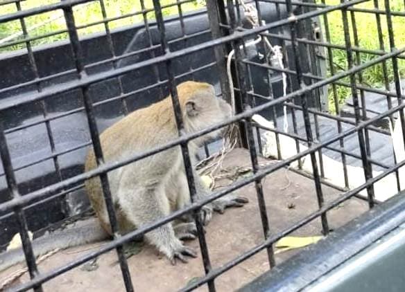 bksda_sumut_lepasliarkan_monyet_ekor_panjang_ke_hutan_lindung_anecc