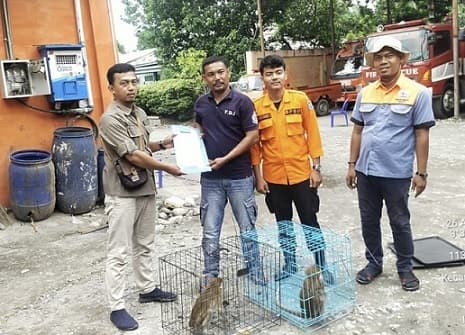 bksda_sumut_terima_dua_ekor_monyet_ekor_panjang_dari_warga_binjai