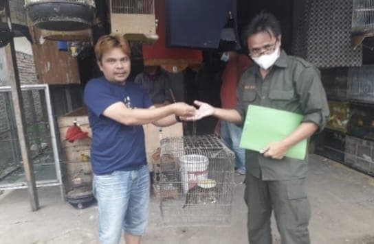 bksda_sumut_terima_satu_ekor_kucing_hutan_yang_sempat_dipelihara_warga_kabanjahe