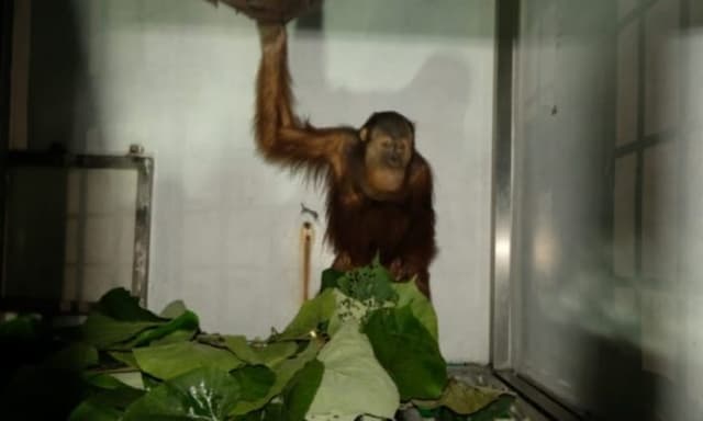 bksda_sumut_terima_satu_individu_orangutan_yang_sempat_dirawat_di_bksda_kaltim