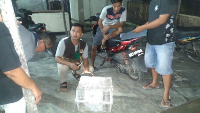 bksda_sumut_terima_trenggiling_hasil_penyerahan_warga