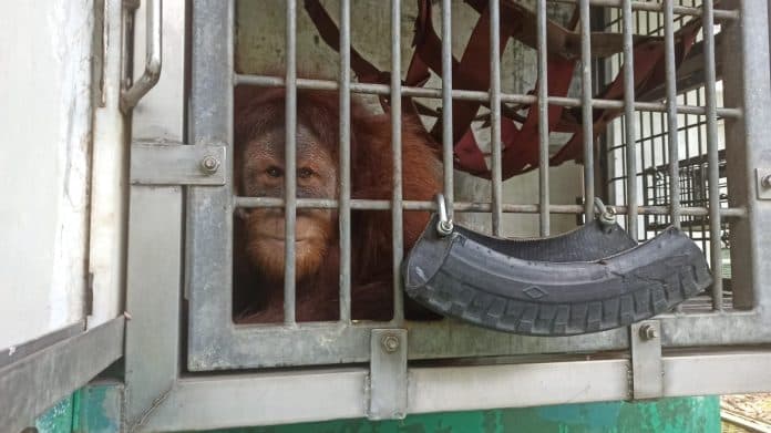 bksda_sumut_translokasikan_4_individu_orangutan_ke_cagar_alam_jantho_aceh