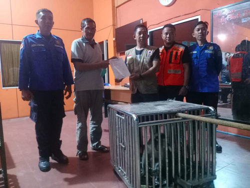 bksda_sumut_translokasikan_monyet_ekor_panjang_yang_gigit_warga