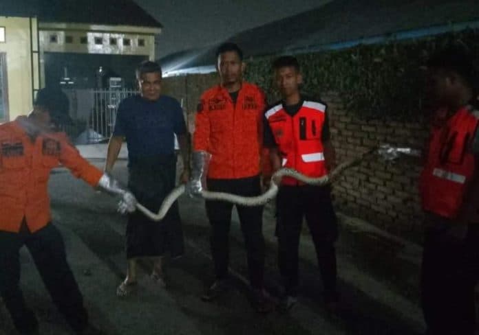 bpbd_binjai_evakuasi_ular_sanca_yang_masuk_ke_rumah_warga