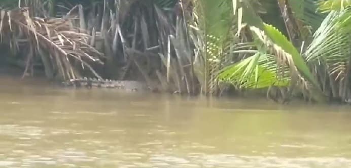 buaya_kerap_muncul_di_perairan_desa_jago_jago_warga_takut