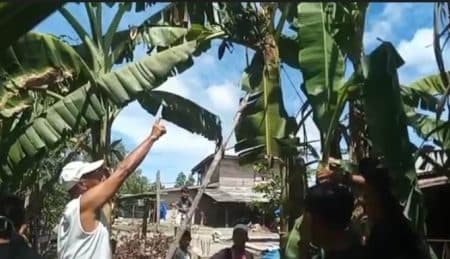 bukan_dari_binjai_pohon_pisang_ambon_bertandan_3_ditemukan_di_asahan