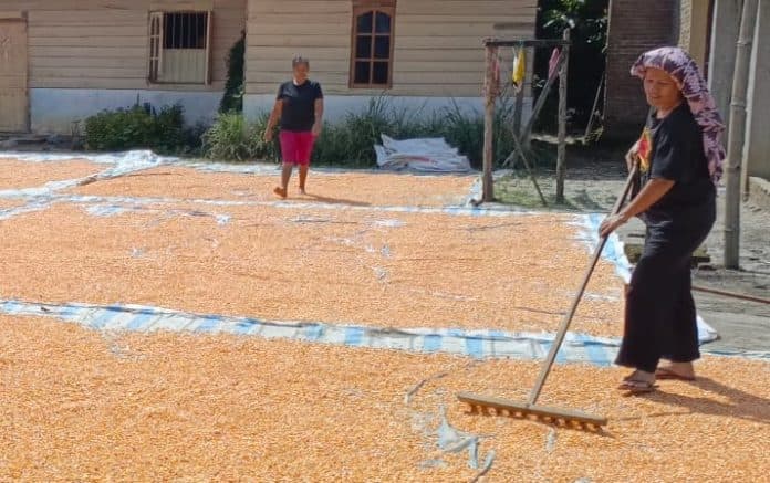 bulog_siantar_siap_membeli_jagung_ke_petani_untuk_stabilkan_harga
