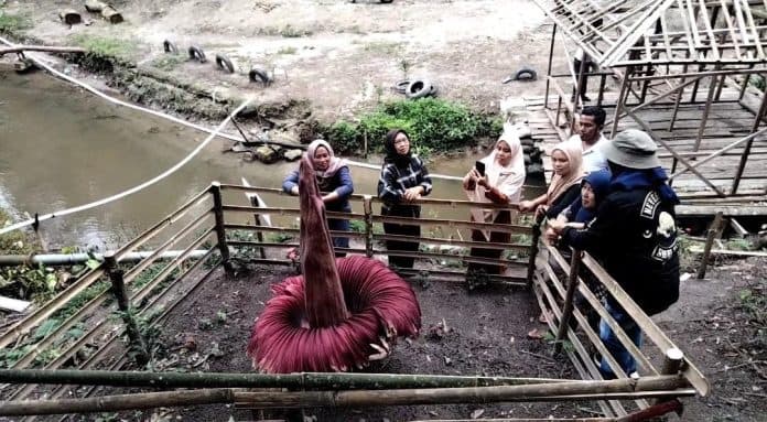 bunga_bangkai_tumbuh_di_pinggiran_sungai_desa_wisata_simalungun