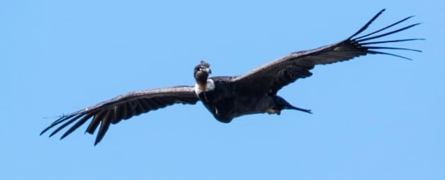 burung_kondor_raksasa_dapat_terbang_berjam_jam_tanpa_mengepakkan_sayapnya_sekalipun