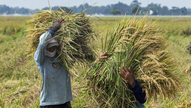 capai_swasembada_pangan_pendekatan_tradisional_ke_metode_modern_dibutuhkan_indonesia
