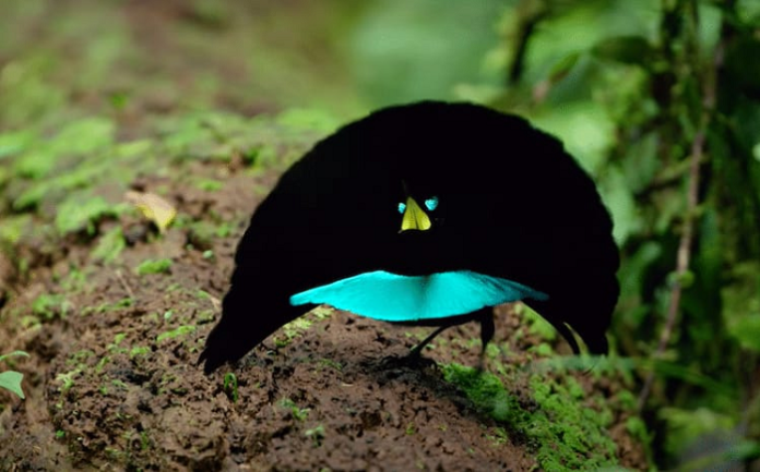cendrawasih_langka_berbulu_vantablack_serap_9995_cahaya